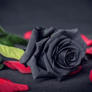 黑色玫瑰