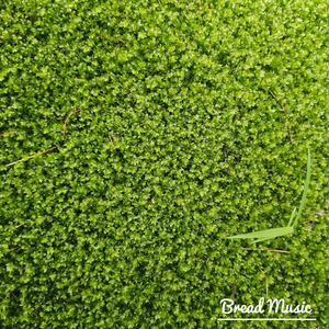 자작나무 사이를 스치는 바람