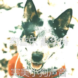 一尘不染幼犬印象数