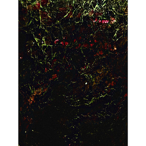 deforest (Live at livehaus, 2025)