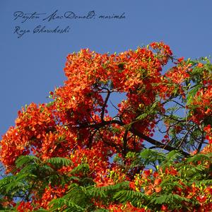 Vilambit and Madhya Jhala