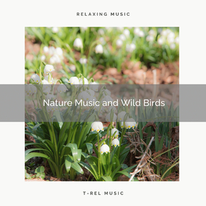 Get Total Relax with Unique Nature Noises for Sleep pt. 1