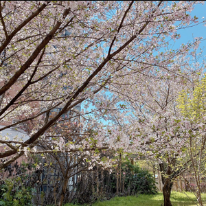 一吻天荒（cover：胡歌）