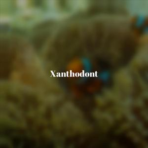 Xanthodont