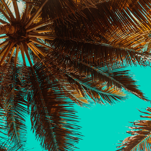 Լատինական Բաչատա