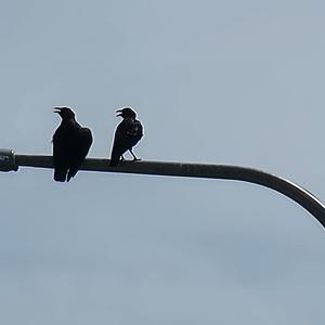 Carousels (Instrumental Version)