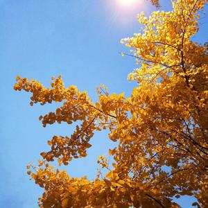 青城山下白素贞