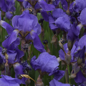 Lay Back (Sea Sound)