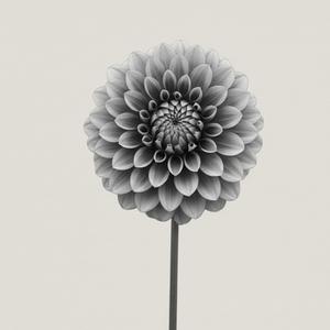 Roppongi Warm Breeze