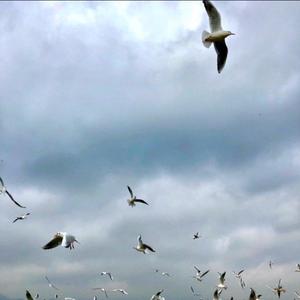 莉莉安（翻自 宋东野）