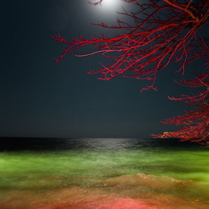 ギターと雨降る森