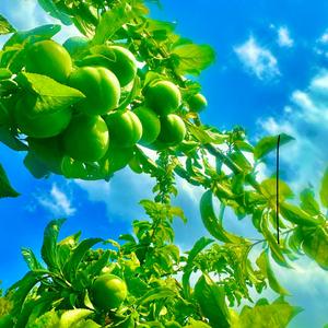 Halay 2024 (feat. Ersin metin)