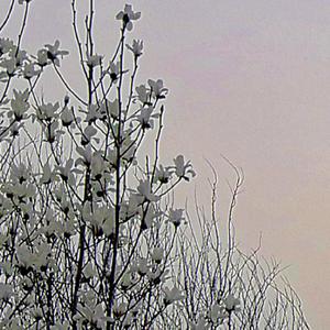 全世界陪我失眠