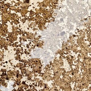 The River of the Memory