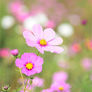 Prettyish有点美的