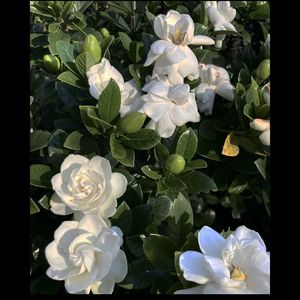 我醉的好像做了一场夢 拜拜