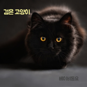 검은 고양이