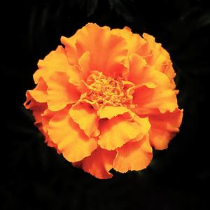 MARIGOLD, YOUR HAIR IS ON FIRE