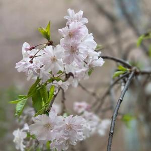 希望の未来(World Peace Song)