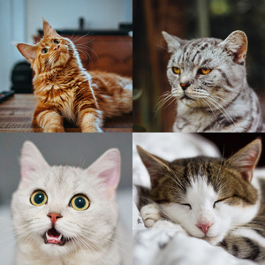 柔和的可爱猫咪时刻