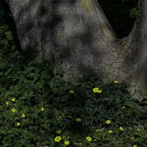 a b o u t r a i n ☽