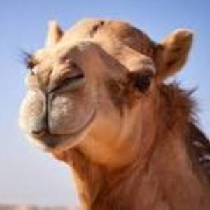 Bazaar Buffet (feat. BaaBaa and his Black Sheep)