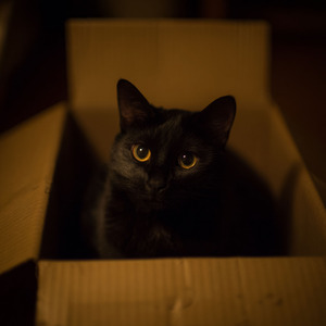 ふくろのなかのせかい