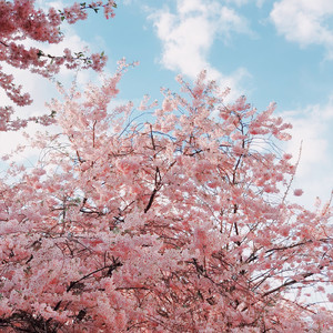 都桜