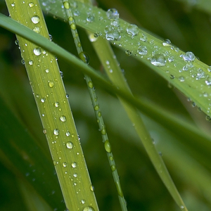 海青拿天鹅(采耳+雨声)