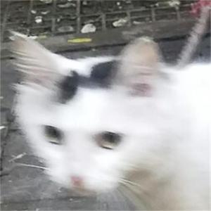 流行的云（翻自 岸部眞明）