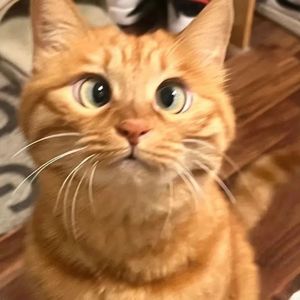 蒹葭《诗经・秦风》