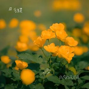 风有约花不误