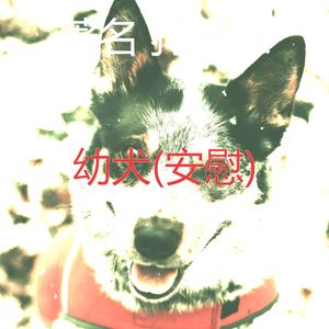 睡觉的小狗(好玩的)