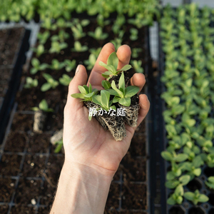 Magnificent Moods for Dazy Days