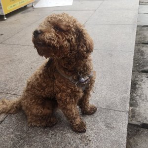 虫儿飞（钢琴弹唱）.wav