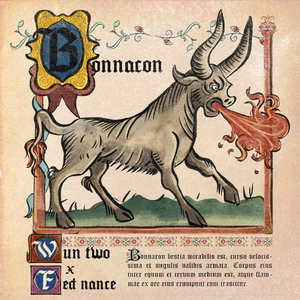 bonnacon