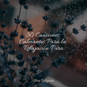 Revolotea en La Brisa