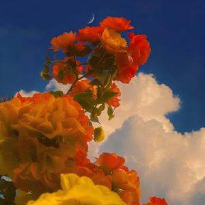 相遇在黎明时分