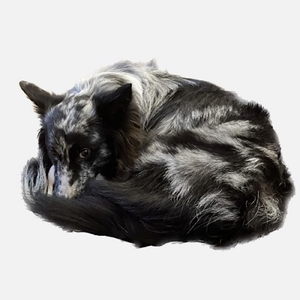 忘れっぽい天使