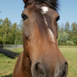 花花公子-说唱歌手horse-0 (1)-7-86