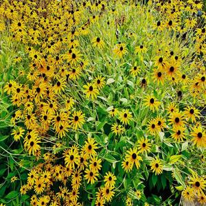 Afternoon in my Hammock