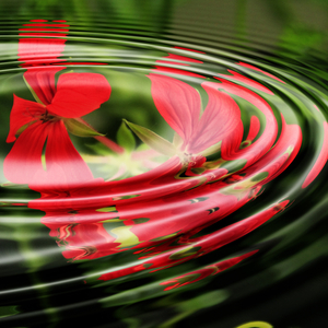 Life Blossoms
