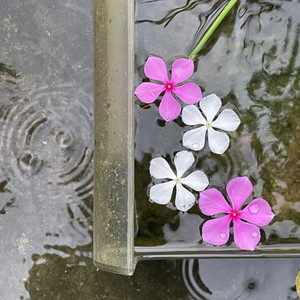 Silent Rain