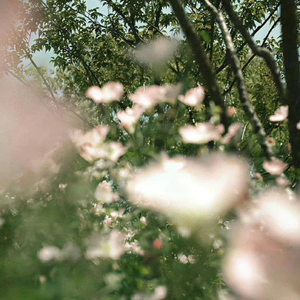 天后(翻自 陈势安)