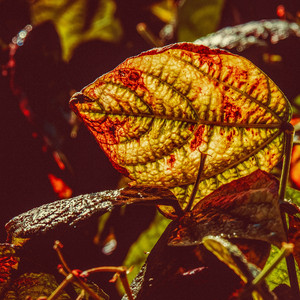 Leaf