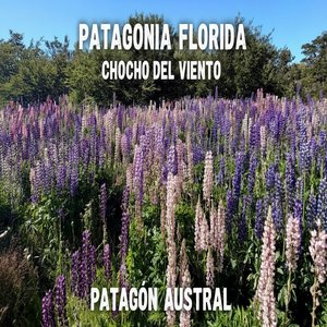 Patagonia Florida (Chocho Del Viento)