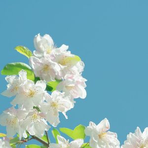 恐龙足迹