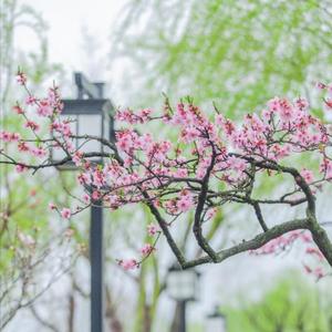 辛灰同学 - 桃花运