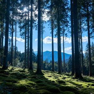 童话镇(Cover 小野来了)