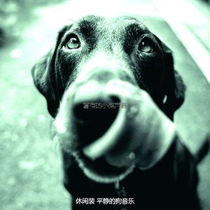 有趣可爱的狗情怀